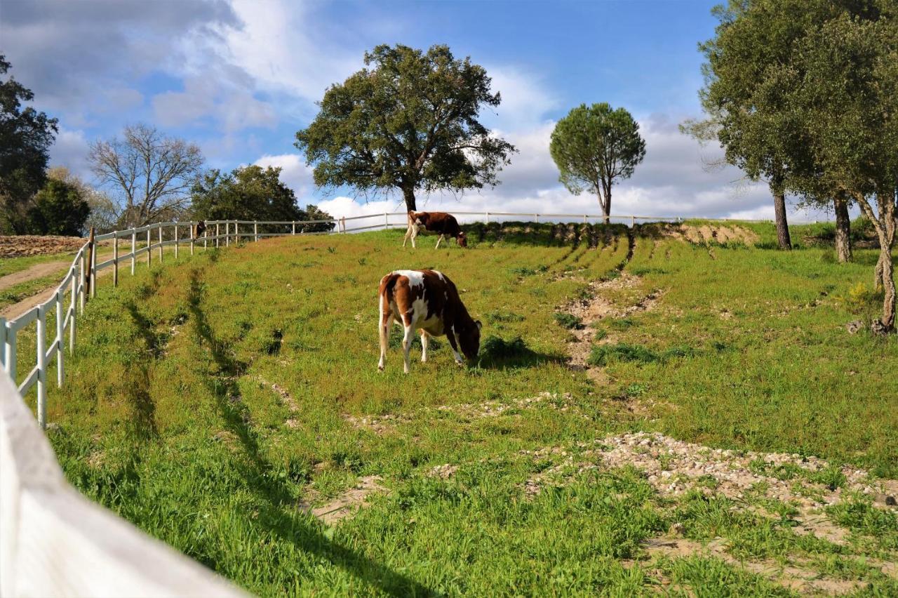 Quinta Da Saudade Hotell Ponte de Sor Exteriör bild